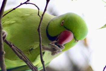 Indian Rose-necked Parakeet Shakujii Park Fri, 12/17/2021
