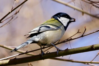 シジュウカラ 石神井公園 2021年12月19日(日)