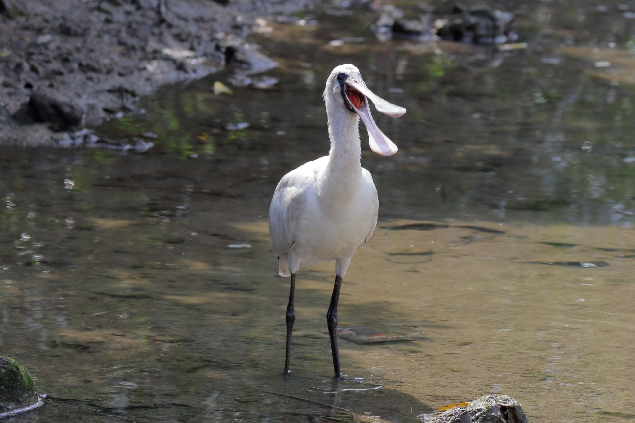 Photo of Black-faced Spoonbill at Manko Waterbird & Wetland Center  by Zakky