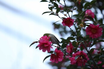 Warbling White-eye Unknown Spots Sat, 1/22/2022