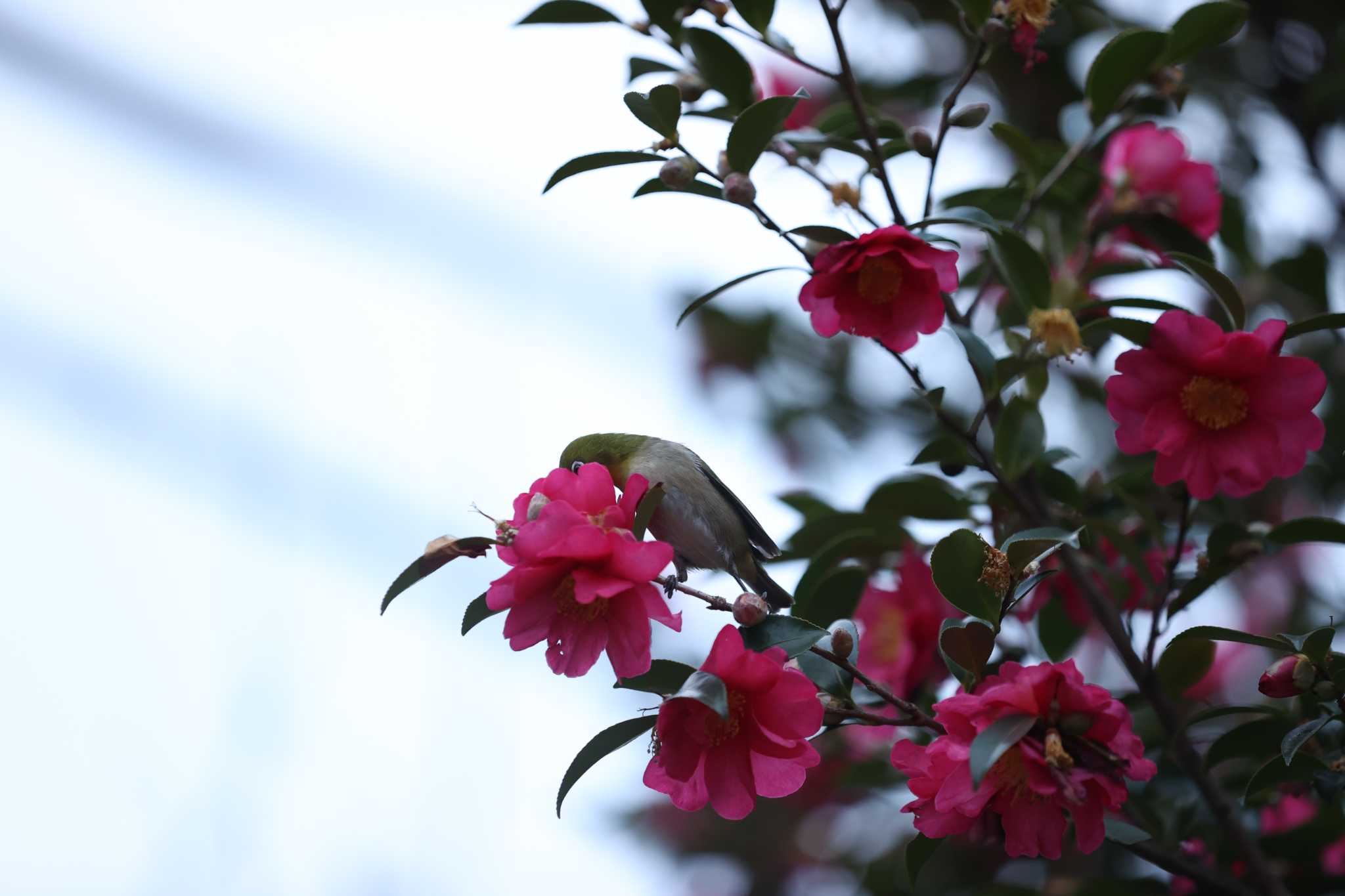 Photo of Warbling White-eye at  by 蕾@sourai0443