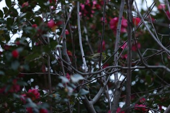 Warbling White-eye Unknown Spots Sat, 1/22/2022