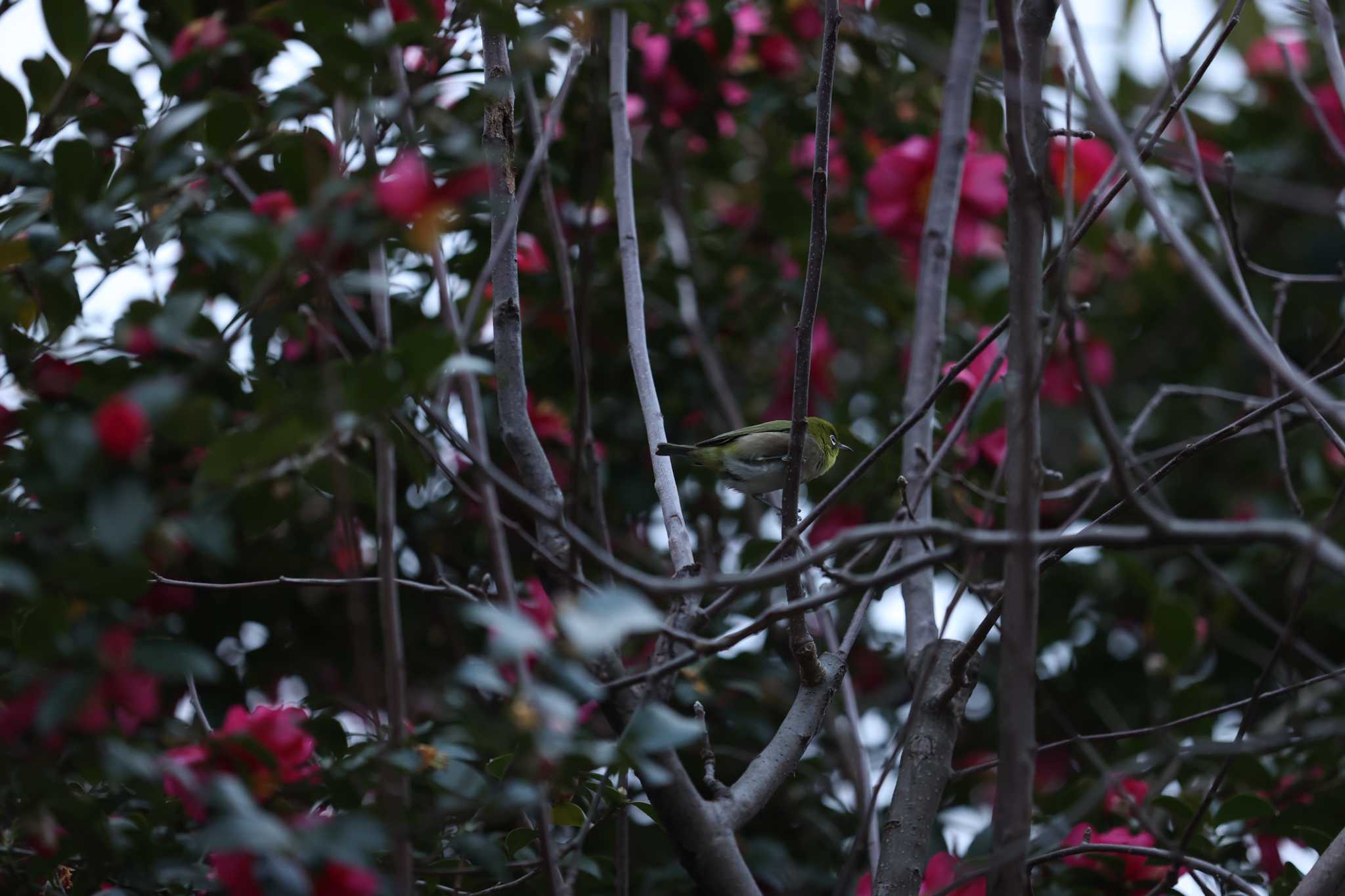 Photo of Warbling White-eye at  by 蕾@sourai0443