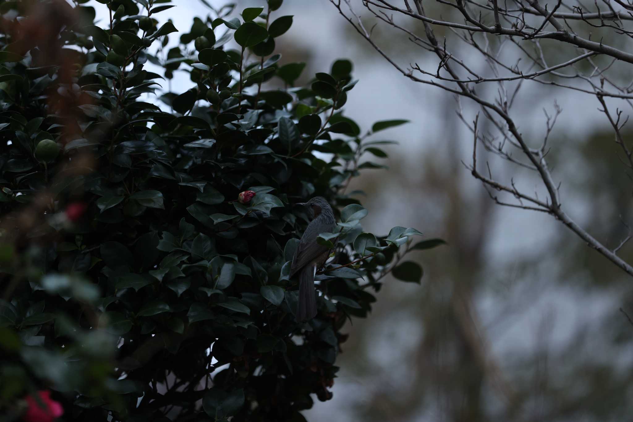 Photo of Brown-eared Bulbul at  by 蕾@sourai0443