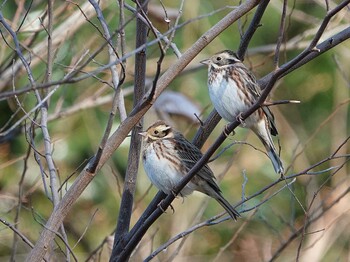 Rustic Bunting さいたま市 Fri, 1/21/2022