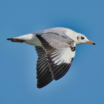 Brown-headed Gull Khao Sam Roi Yot National Park Thu, 1/13/2022