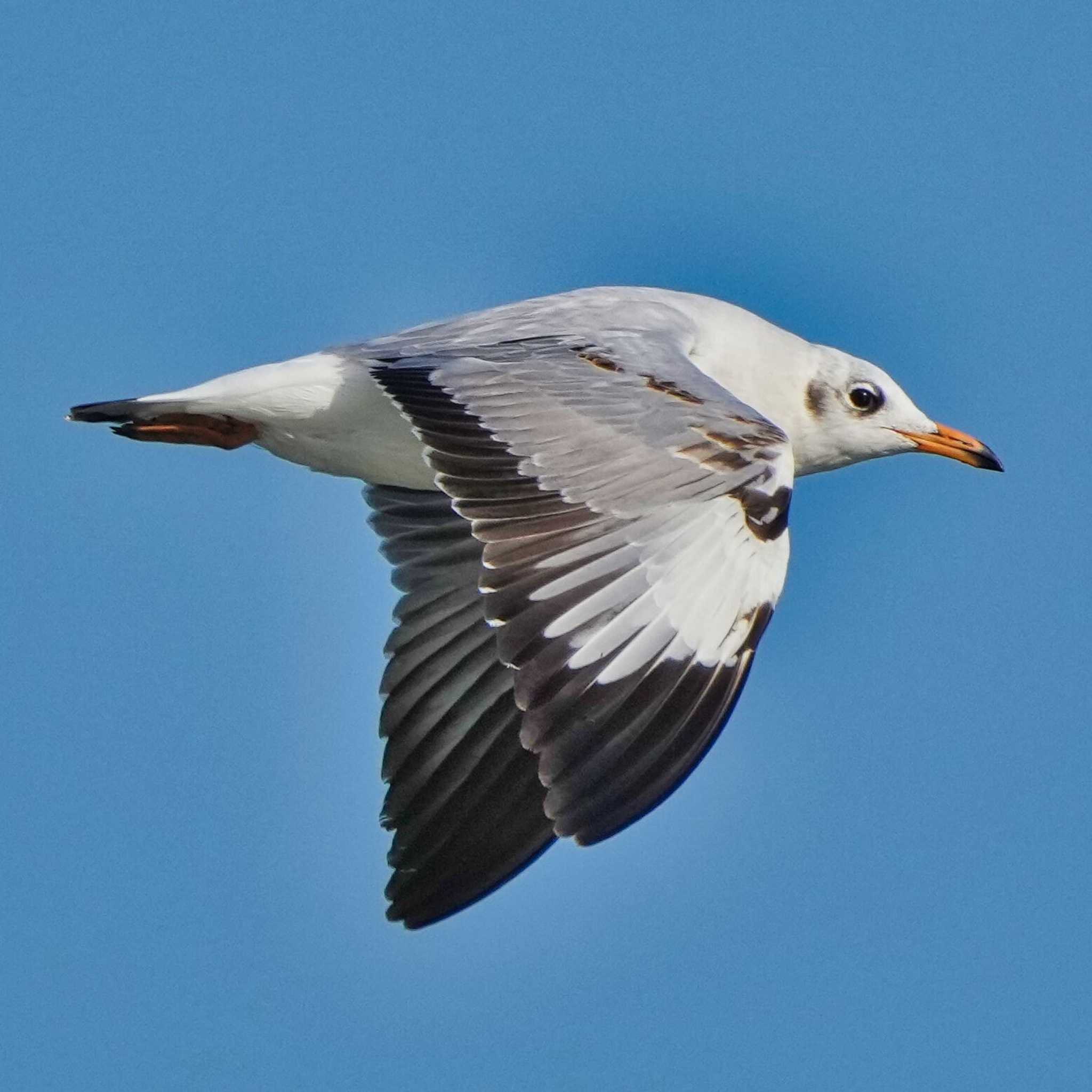 Brown-headed Gull