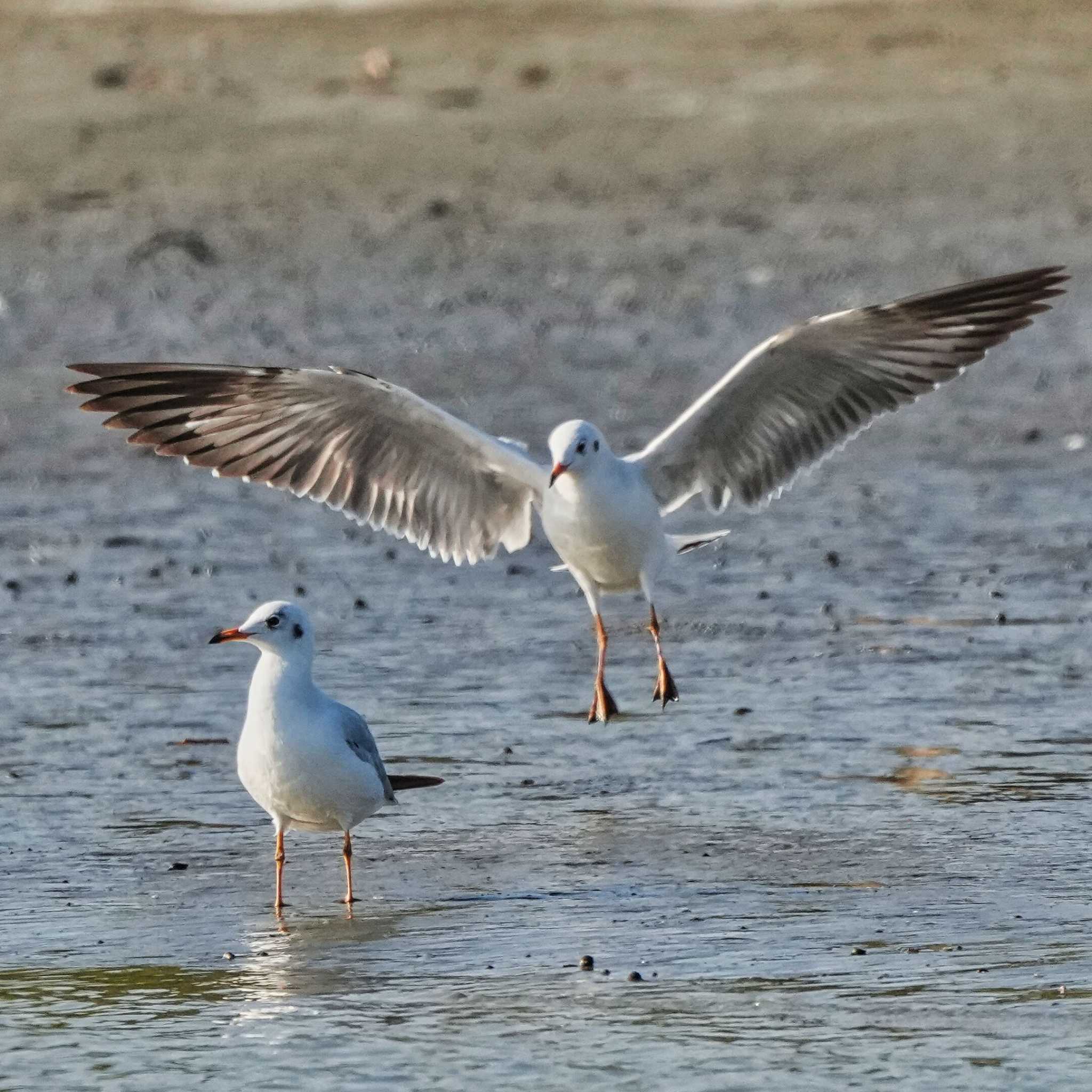 Brown-headed Gull