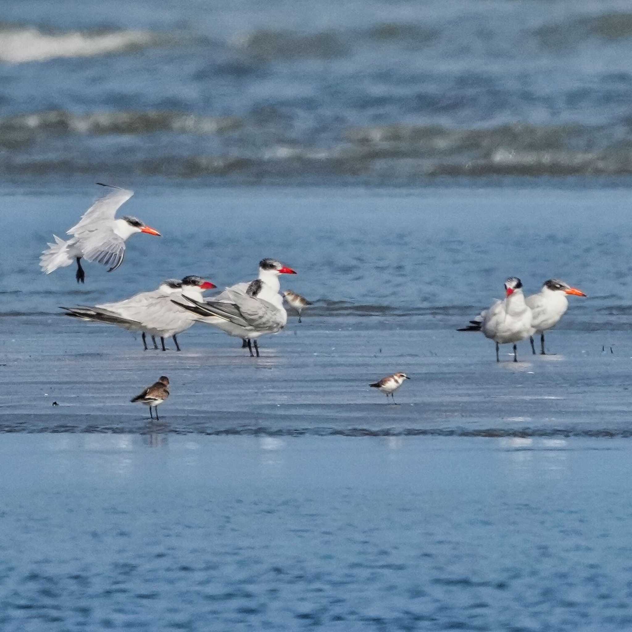 Caspian Tern