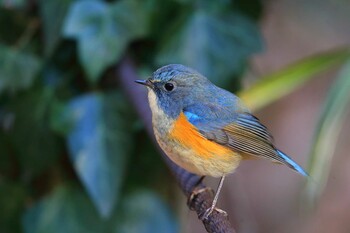 Red-flanked Bluetail Unknown Spots Sat, 1/22/2022