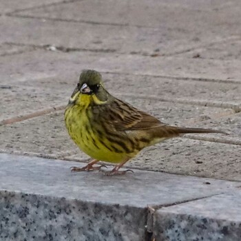 2022年1月20日(木) びわこ文化公園の野鳥観察記録