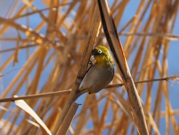 Warbling White-eye 白幡沼(さいたま市) Sat, 1/22/2022