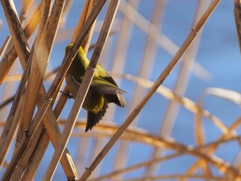 Warbling White-eye 白幡沼(さいたま市) Sat, 1/22/2022