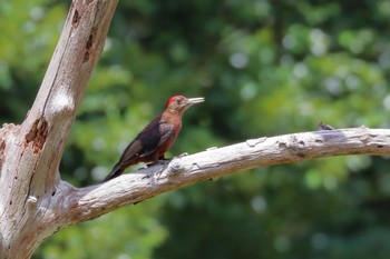 Okinawa Woodpecker やんばるの森 Wed, 6/28/2017