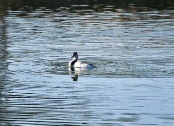 Great Crested Grebe 矢田川〜庄内川〜庄内緑地 Sat, 1/22/2022