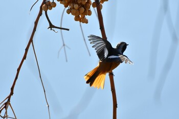 Daurian Redstart 矢田川〜庄内川〜庄内緑地 Sat, 1/22/2022