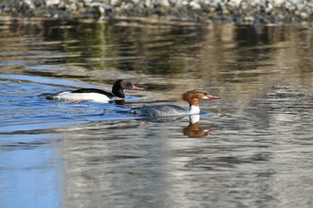 Common Merganser 矢田川〜庄内川〜庄内緑地 Sat, 1/22/2022