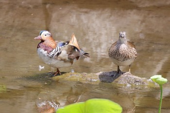 オシドリ 弘前公園(弘前城) 2017年6月18日(日)