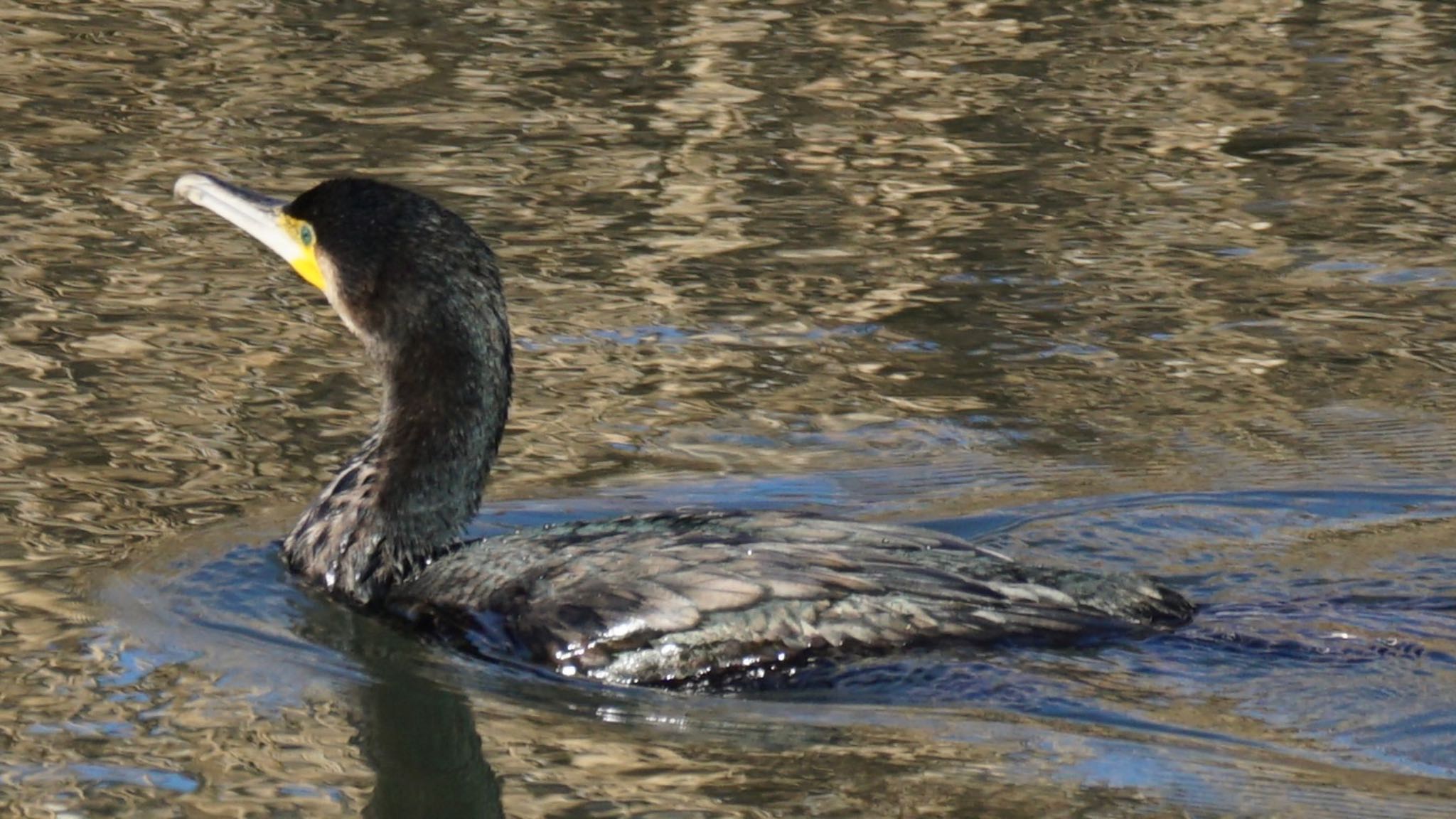 埼玉県さいたま市 カワウの写真 by ツピ太郎