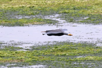 クロサギ 沖縄県糸満市 2017年3月30日(木)