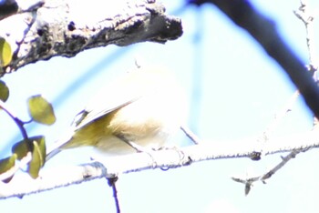 Warbling White-eye 埼玉県さいたま市 Sat, 1/22/2022