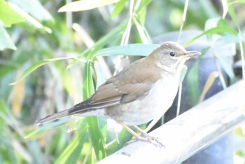 Pale Thrush 埼玉県さいたま市 Sat, 1/22/2022