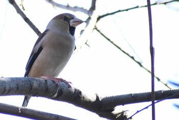 Hawfinch 埼玉県さいたま市 Sat, 1/22/2022