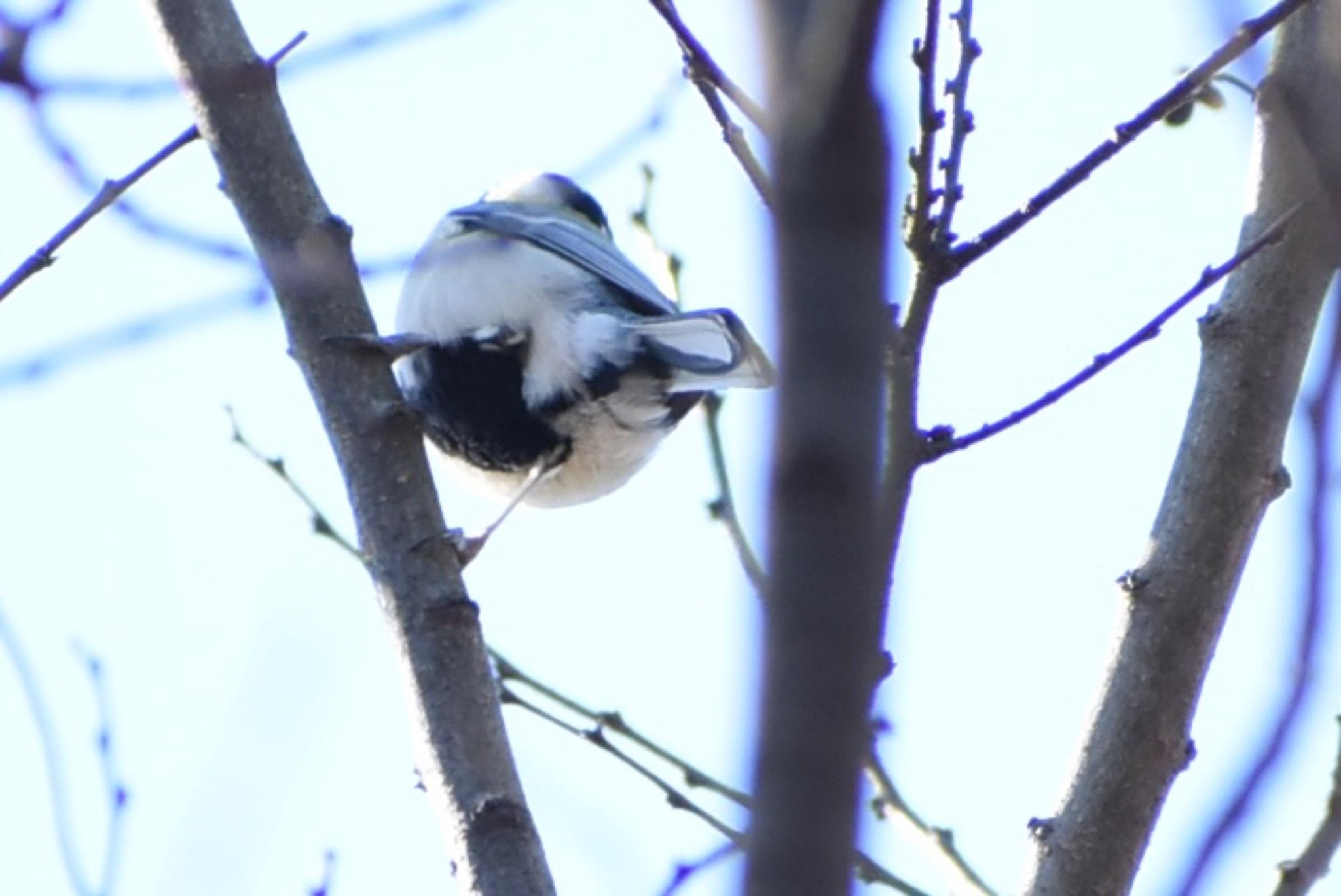 Photo of Japanese Tit at 埼玉県さいたま市 by ツピ太郎