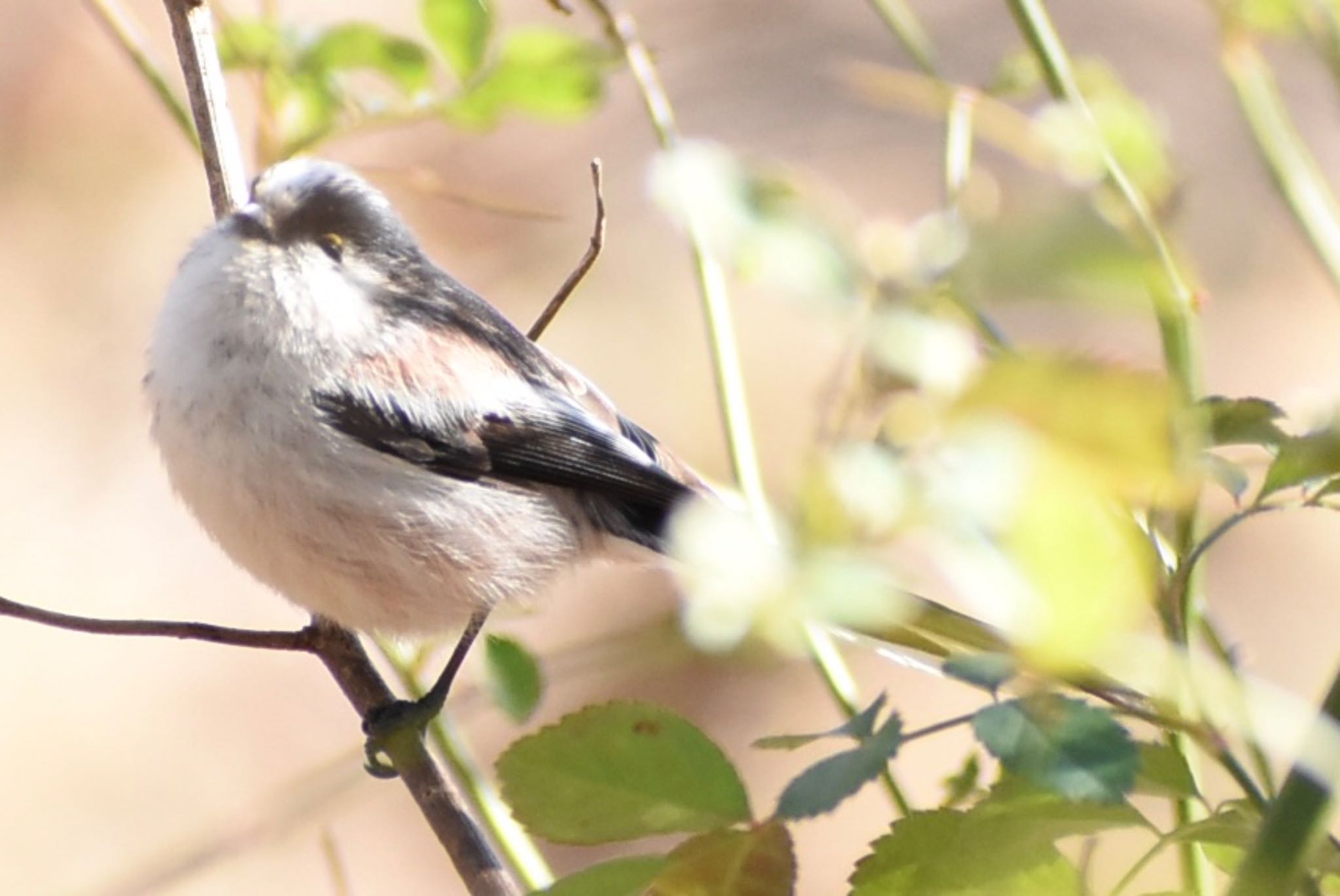 Photo of Long-tailed Tit at 埼玉県さいたま市 by ツピ太郎