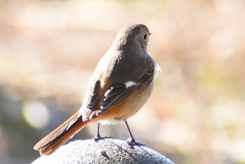 Daurian Redstart 埼玉県さいたま市 Sat, 1/22/2022