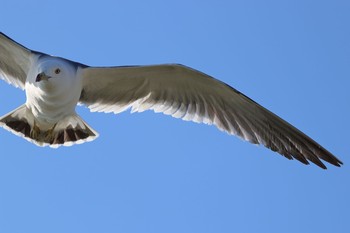 Black-tailed Gull 蕪島(青森県) Sat, 6/17/2017