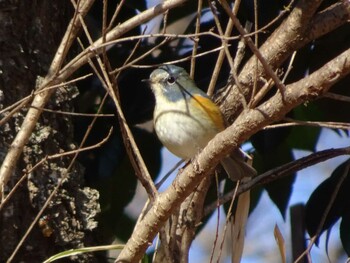 Red-flanked Bluetail Machida Yakushiike Park Sat, 1/22/2022