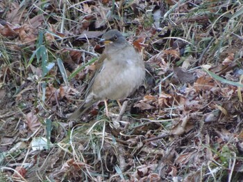 Pale Thrush Machida Yakushiike Park Sat, 1/22/2022