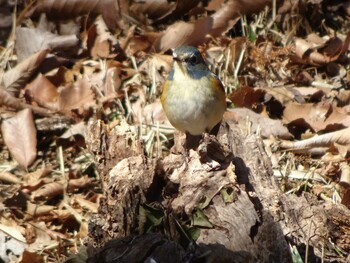 Red-flanked Bluetail Machida Yakushiike Park Sat, 1/22/2022