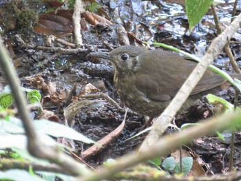 Dark-sided Thrush