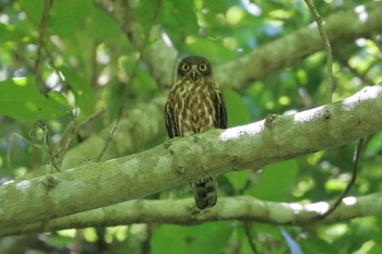 リュウキュウアオバズク 比地大滝 2017年6月28日(水)