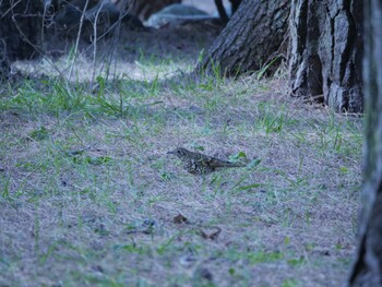 Sat, 1/22/2022 Birding report at 千本松原