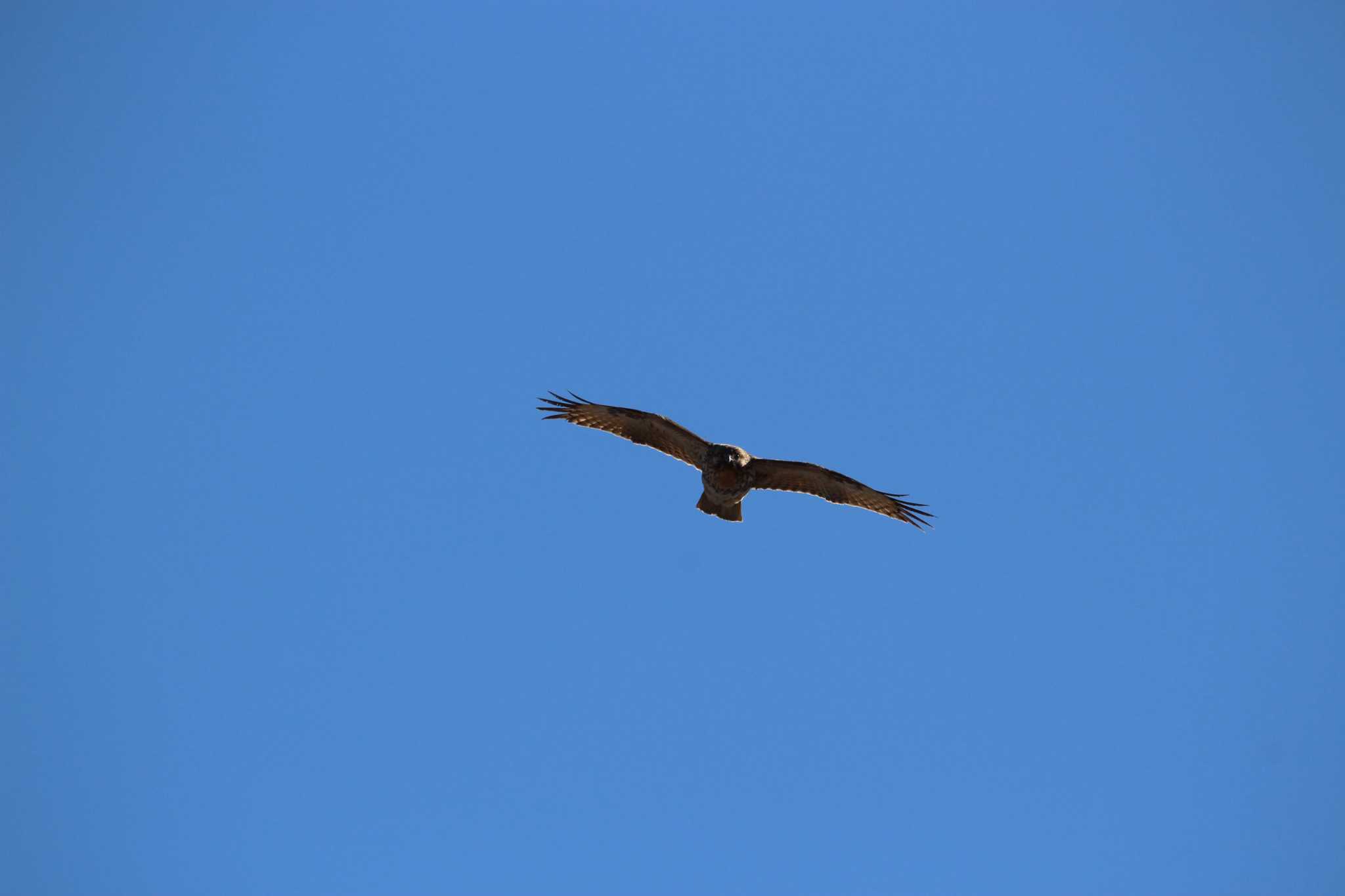 Photo of Eastern Buzzard at 芝川第一調節池(芝川貯水池) by Sweet Potato