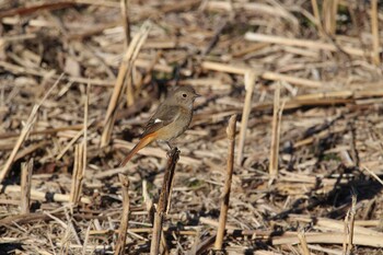 ジョウビタキ 芝川第一調節池(芝川貯水池) 2022年1月22日(土)