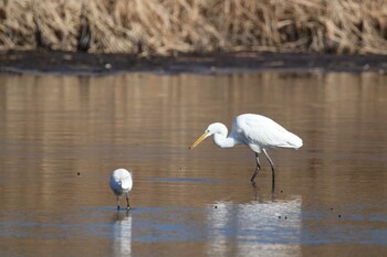 ダイサギ 芝川第一調節池(芝川貯水池) 2022年1月22日(土)