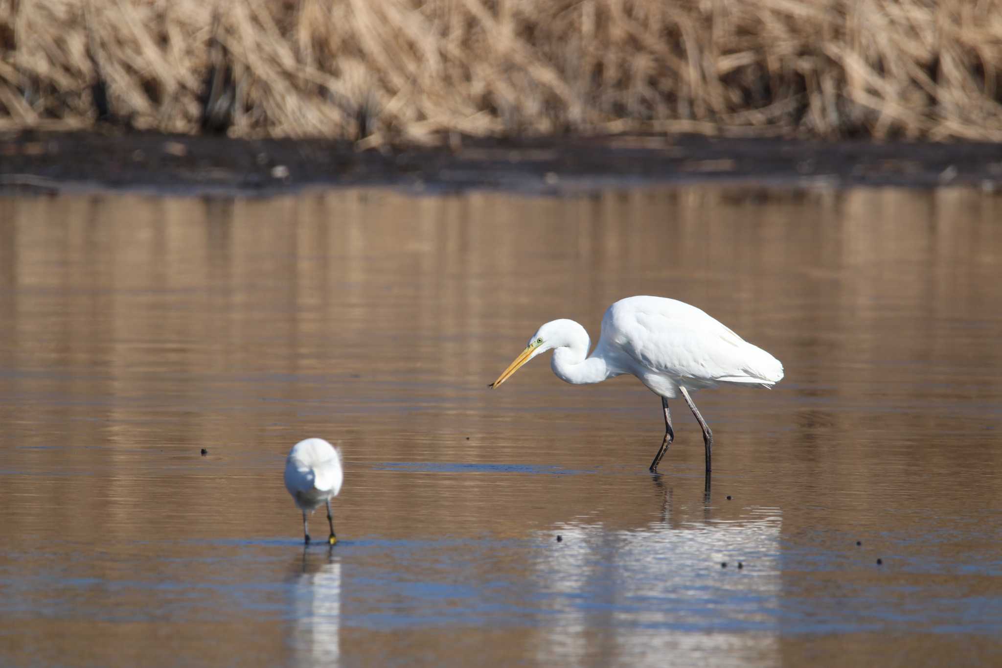 Photo of Great Egret at 芝川第一調節池(芝川貯水池) by Sweet Potato