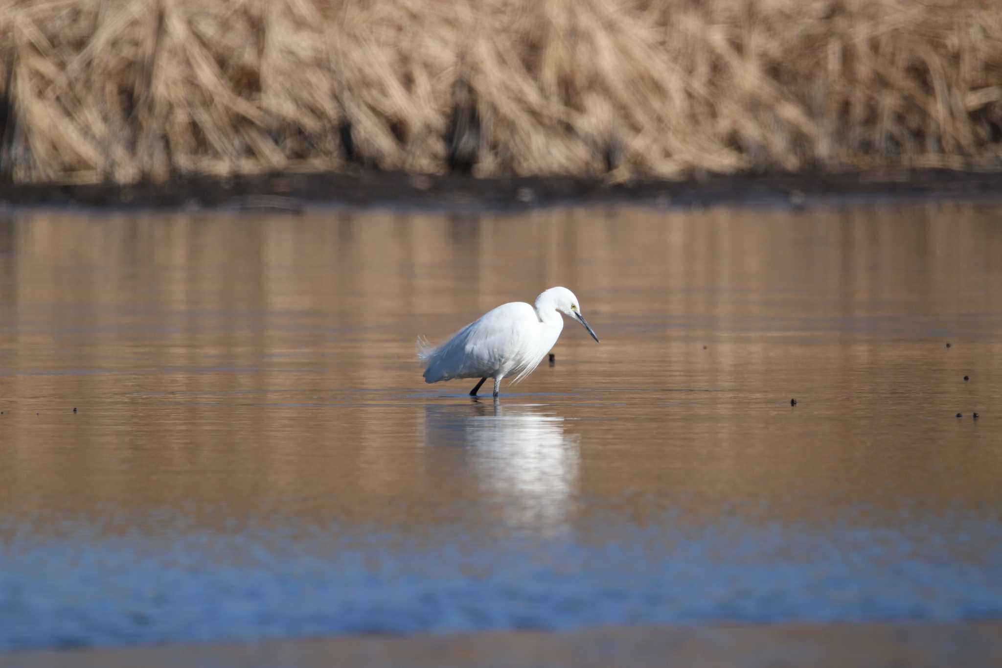 Photo of Little Egret at 芝川第一調節池(芝川貯水池) by Sweet Potato