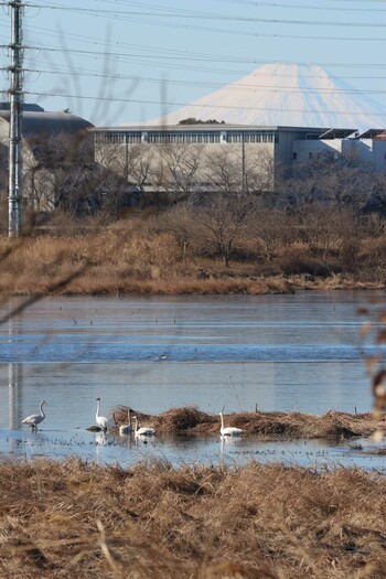 ミコアイサ 芝川第一調節池(芝川貯水池) 2022年1月22日(土)