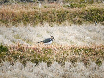 2022年1月4日(火) 京都府の野鳥観察記録