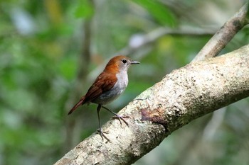 ホントウアカヒゲ 比地大滝 2017年5月12日(金)