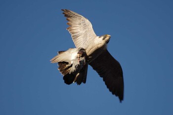 Sat, 1/22/2022 Birding report at 多摩川二ヶ領宿河原堰