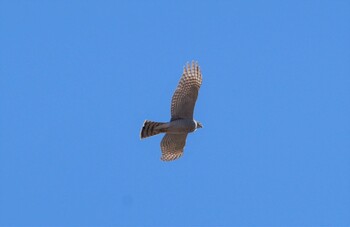 Eurasian Sparrowhawk 鬼怒川 Sat, 1/22/2022