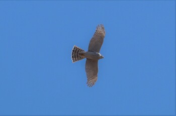 Eurasian Sparrowhawk 鬼怒川 Sat, 1/22/2022