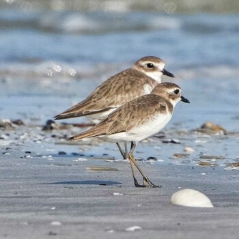 Greater Sand Plover Khao Sam Roi Yot National Park Thu, 1/13/2022