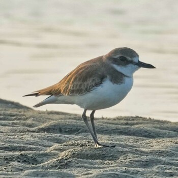 Siberian Sand Plover Khao Sam Roi Yot National Park Thu, 1/13/2022